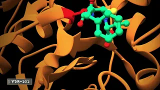 Penicillin Attaching to Penicillin Binding Protein