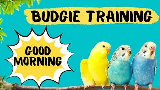 Teach your Budgie to say GOOD MORNING, Budgie Talking Training, How to teach a budgie to talk