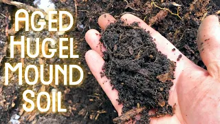 Hugelmound - Digging into 10 year old bed!