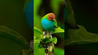 Зелёная танагра  Green Tanager