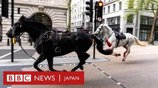 英騎兵隊の馬が暴走、ロンドン中心部が騒然　4人けが