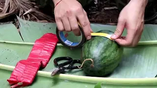 Wow: firecracker vss watermelon-experiment