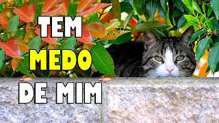 Meu GATO tem MEDO de mim e se esconde. Gato medroso - Gatil Hauser