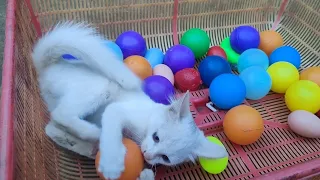 vidio anak kucing bermain bola warna warni,kucing putih barbar