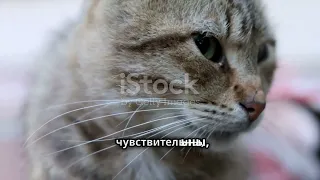 Топ 10 Шокирующих Фактов о Котах!