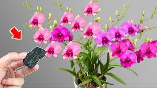 Put 1 Piece In The Root! Orchids Bloom 500% More