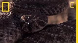 Rattlesnake vs. Rat | National Geographic