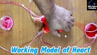 Working Model of Heart | Science Model of Human Heart | Science Project