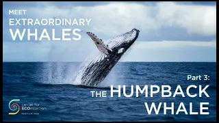 Meet extraordinary whales part 3: the humpback whale by Hans Andeweg ENG Subtitles