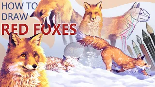 How to draw RED FOXES - Step by Step Tutorial, Realistic Anatomy