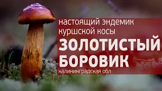 Золотистый боровик Куршской косы - настоящий эндемик