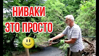 Ніваки (садовий бонсай) зі старого ялівцю З чого розпочати Ігор Білевич