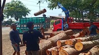 Loading Mahogany Logs