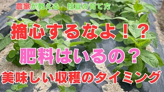 ＜保存版＞枝豆の育て方　摘芯、発芽不良、肥料、収穫のタイミング。枝豆にとって大事な時期、枝豆栽培の大事なところを大切に説明してます。