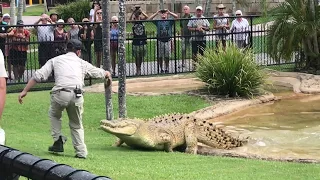 Australia Zoo giant saltwater crocodile