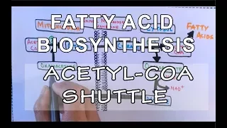 Acetyl COA Shuttle | Fatty Acid Biosynthesis | Part I