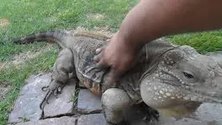 Lizard Greets Man like a Dog!