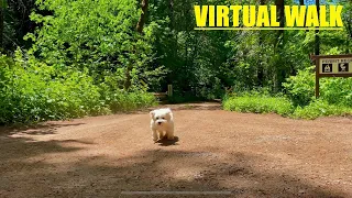 VIRTUAL DOG WALK: Exploring The Woods With NATURE Sounds