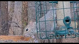 Squirrel Trapped Inside Caged Feeder at BWHQ