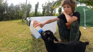 Rescuing Orphan Baby Goat