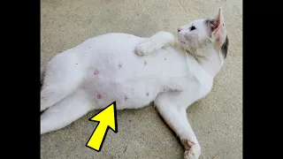 Люди закричали от ужаса, когда увидели, кого родила беременная кошка!