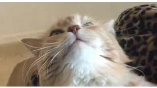 FUNNY CAT - BLUES CAT.... BLISS CAT..... КОТ-КАЙФУН, точка G моего кота :) 2016