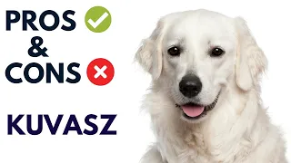 Kuvasz Dog Breed Pros and Cons | Kuvasz Advantages and Disadvantages