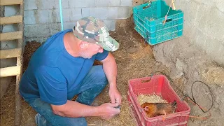 Voy a hacerle un apaño a esta gallina de Nazaret