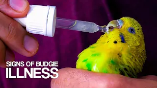 How to Keep Your Bird Healthy?