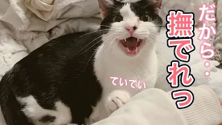 なでれっっの要求で前足と声がでちゃう猫が可愛すぎました…【猫のれいちゃん】