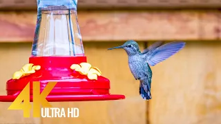 4K Backyard Animals - 10-bit Color Relaxation Video with Birds Chirping - Short Version