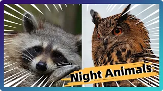 Night Animals Children Need to Know | Learn Animals That Stay Awake at Night in English