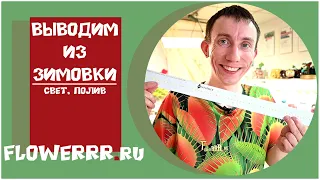 Как вывести растение из зимовки и о правильном освещении.