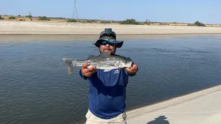 California aqueduct STRIPPER fishing (Bakersfield, CA) SUMMER catching StrayCaster & Killa Kelz 2023