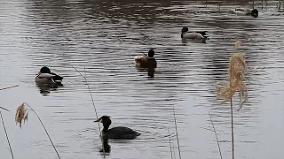 Waterbirds at the WWT London - Nature video to refresh and relax