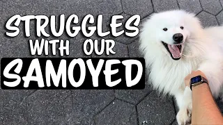 Struggles with our Samoyed Dog