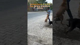 Street Dogs #shorts #youtubeshorts  #dogs #pets #dog #pet