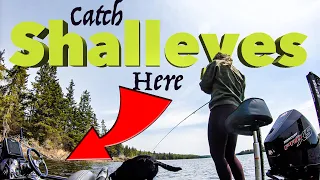 UNHEARD OF Shallow Walleye Technique [How to Catch WALLEYE on Lake of the Woods]