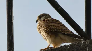 07.05.24 Turmfalken auf unseren Hof 16