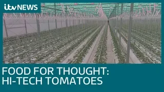 Hi-tech tomatoes growing in a greenhouse the size of 11 football pitches | ITV News