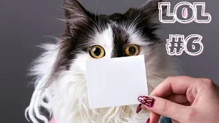 🤣Смешные Животные -  Я Ржал целый ЧАС😸Смешные Кошки Приколы с Кошками и собаками #6 Funny cats video