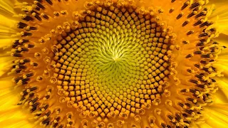 Are Sunflowers Hiding the Fibonacci Sequence in Their Seeds?