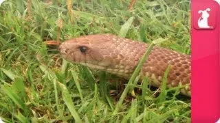 Bindi & Robert Irwin feature - King Brown Snake (Tom) - Growing Up Wild