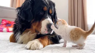 Tiny Kitten Reacts to a Big Dog