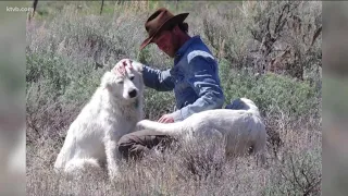 Idaho ranchers: Our sheepdogs are working, not lost