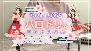 【2024.4.8放送『ハロドリ。』感想】ハロー! プロジェクト全グループ出演！ひなフェス2024に密着