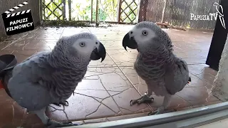 Beloved Greys – Sassing, Destroying, Misbehaving – Parrot Video of July 2021