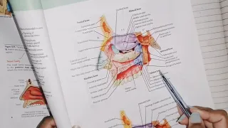 Anatomy of Nose, #head_neck_anatomy