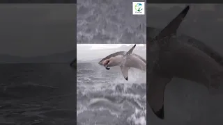 👀🦈HUGE Shark JUMPS Out Of WATER #shorts #nature #wildlife #ocean #shark  #wild #dangerous #animals