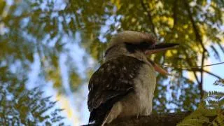 Kookaburra (Dacelo novaeguineae) in a Tree / Jägerliest im Baum [2]